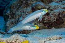 Two Bluestreak gobies (Valenciennea strigata) swimming along sandy seabed, Yap, Micronesia, Pacific Ocean.