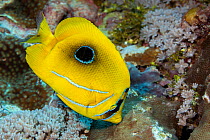 Bennett's butterflyfish (Chaetodon bennetti) feeding on coral polyps, Yap, Federated States of Micronesia, Pacific Ocean.