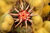 Ten-lined urchin (Eucidaris metularia) nestled on a reef, close up, Hawaii, Pacific Ocean.