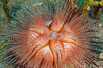 Blue-spotted sea urchin (Astropyga radiata), rarely seen in Hawaii, Hawaii, Pacific Ocean.