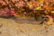 Undulated moray eel (Gymnothorax meleagris) swimming along reef during the day, Hawaii, Pacific Ocean.