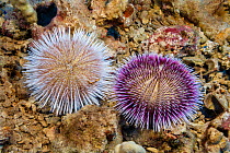 Two Pebble collector urchin (Pseudoboletia indiana) attached to rocks, showing the species colour variation, Hawaii, Pacific Ocean.