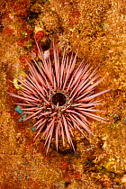 Needle-spined urchin (Echinostrephus aciculatus) attached to a rock on the seabed, Hawaii, Pacific Ocean.