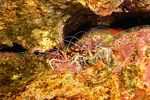 Two Ghost shrimp (Stenopus pyrsonotus) in a rock crevice, Hawaii, Pacific Ocean.