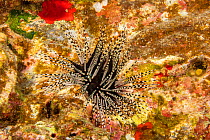 Banded sea urchin (Echinothrix calamaris) on a rock, Hawaii, Pacific Ocean.