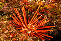 Slate pencil sea urchin (Heterocentrotus mammillatus) using its spines to attach to a rock crevice, Hawaii, Pacific Ocean.