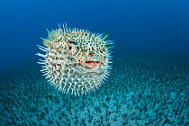 Spotted porcupinefish (Diodon hystrix), inflated with seawater, a defensive behaviour, Hawaii, Pacific Ocean.