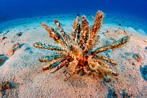 Rough-spined urchin (Chondrocidaris gigantea) with long, thorny spines covered in algae and other growth to aid camouflage, Hawaii, Pacific Ocean.
