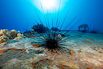 Long-spined sea urchin (Diadema paucispinum) feeding on  algae on the wreck of the St. Anthony, Maui, Hawaii, Pacific Ocean.