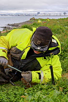 Erpur Snr Hansen checking an Atlantic puffin (Fratercula arctica) burrow for occupancy using an infra-red camera attached to VR goggles, Akurey Island, Reykjavik, Iceland. July, 2021.