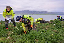 Rodrigo A. Martinez Catalan, South Iceland Nature Research Centre, checking an Atlantic puffin (Fratercula arctica) burrow for occupancy using an infra-red camera attached to VR goggles, with research...