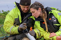 Dr Erpur Snaer Hansen, South Iceland Nature Research Centre, taking a faecal swab from an Atlantic puffin (Fratercula arctica) for prey DNA analysis with researcher Izzy Beaudoin logging information,...