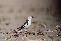 Snow bunting (Plectrophenax nivalis) catching insects on a beach, Hornstrandir Nature Reserve, Westfjords, Iceland.