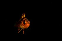 Juvenile Copper rockfish (Sebastes caurinus), portrait, Vancouver Island, British Columbia, Canada, Pacific Ocean.