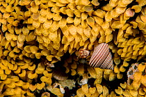 Blue topsnail (Calliostoma ligatum) and other snails feeding on the eggs of the Leafy hornmouth (Ceratostoma foliatum), Vancouver Island, British Columbia, Canada, Pacific Ocean.