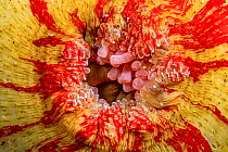 Close-up of the closed opening of a Painted anemone (Urticina crassicornis), Vancouver Island, Canada, Pacific Ocean.