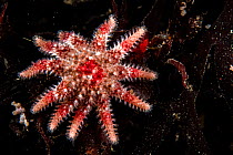 Rose star (Crossaster papposus) with eleven arms, Vancouver Island, British Columbia, Canada, Pacific Ocean.