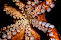 Giant pacific octopus (Enteroctopus dofleini) showing tentacles and suckers detail, Shaw Center for the Salish Sea Aquarium, Sidney, British Columbia, Canada. Captive.