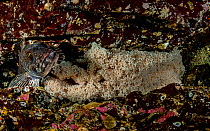 Male Lingcod (Ophiodon elongatus) guarding its eggs, Nanoose Bay, Vancouver Island, British Columbia, Canada, Pacific Ocean.