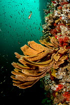 Finger sponge (Isodictya quatsinoensis) and juvenile Widow rockfish (Sebastes entomelas) along with various anemone and coral species on a wall, Browning Passage, Queen Charlotte Strait, Vancouver Isl...