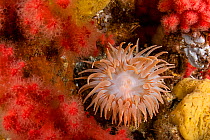 Crimson anemone (Cribrinopsis fernaldi) surrounded by red soft coral (Gersemia rubiformis) and yellow sponges, Vancouver Island, British Columbia, Canada, Pacific Ocean.