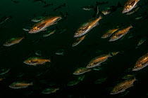 School of Widow rockfish (Sebastes entomelas) swimming with the current, Browning passage, Queen Charlotte Strait, Vancouver Island, Canada.
