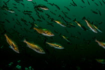 School of Widow rockfish (Sebastes entomelas) swimming with the current, Browning passage, Queen Charlotte Strait, Vancouver Island, Canada.