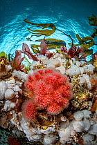 Reef scene including red soft coral (Gersemia rubiformis), Giant plumose anemone (Metridium senile) and Bull kelp (Nereocystis luetkeana), Vancouver Island, British Columbia, Canada, Pacific Ocean.
