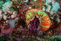 Painted anemone (Urticina crassicornis) eating a Red sea urchin (Strongylocentrotus franciscanus) on rock wall, Vancouver Island, British Columbia, Canada, Pacific Ocean.