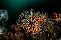 Basket star (Gorgonocephalus eucnemis) with arms open for feeding, Browning Pass, Queen Charlotte Strait, Vancouver Island, British Columbia, Canada.