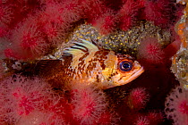 Juvenile Quillback rockfish (Sebastes maliger) resting on red soft coral (Gersemia rubiformis), Browning Pass, Queen Charlotte Strait, Vancouver Island, British Columbia, Canada.
