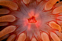 Crimson anemone (Cribrinopsis fernaldi) mouth detail, Vancouver Island, British Columbia, Canada, Pacific Ocean.