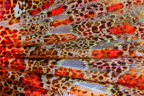 Red Irish lord (Hemilepidotus hemilepidotus) close up detail of the pectoral fin, Browning Pass, Queen Charlotte Strait, Vancouver Island, British Columbia, Canada.