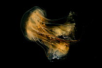 Fried egg jellyfish (Phacellophora camtschatica), portrait, Vancouver Island, British Columbia, Canada, Pacific Ocean.