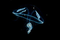 Umbrella jelly / Aggregating jellyfish (Eutonina indicans) eating a small fish, Vancouver Island, British Columbia, Canada, Pacific Ocean.