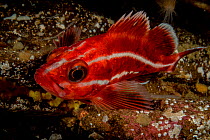 Juvenile Yelloweye rockfish (Sebastes ruberrimus), portrait, Vancouver Island, British Columbia, Canada, Pacific Ocean.