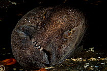 Wolf eel (Anarrhichthys ocellatus), portrait, Vancouver Island, British Columbia, Canada, Pacific Ocean.