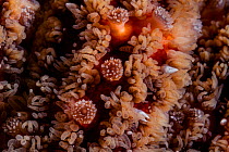 Sunflower star (Pycnopodia helianthoides) close-up detail of tufts of gills and spines surrounded by pedicellariae, Vancouver Island, British Columbia, Canada, Pacific Ocean.