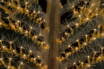 Orange sea pen (Ptilosarcus gurneyi) close-up detail of stalks, branches and polyps, Vancouver Island, British Columbia, Canada, Pacific Ocean.