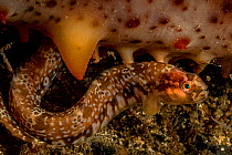 Longfin gunnel (Pholis clemensi) hiding under a California sea cucumber (Parastichopus californicus), Vancouver Island, British Columbia, Canada, Pacific Ocean.