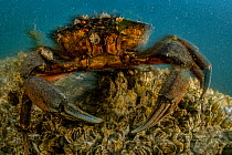 European green crab (Carcinus maenas), invasive species, Vancouver Island, British Columbia, Canada, Pacific Ocean.
