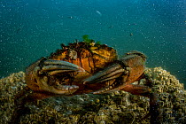 European green crab (Carcinus maenas), invasive species, Vancouver Island, British Columbia, Canada, Pacific Ocean.