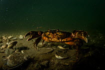 European green crab (Carcinus maenas) in defensive posture, Vancouver Island, British Columbia, Canada, Pacific Ocean.