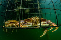 Graceful rock crab (Metacarcinus gracilis) caught in a trap hanging from a dock, Vancouver Island, British Columbia, Canada, Pacific Ocean.