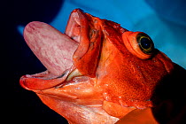Yelloweye rockfish (Sebastes ruberrimus) showing esophageal eversion, a symptom of barotrauma, Entrance Island, British Columbia, Canada.
