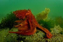 Giant Pacific octopus (Enteroctopus dofleini) experiencing freedom after release from captivity, Vancouver Island, British Columbia, Canada, Pacific Ocean.