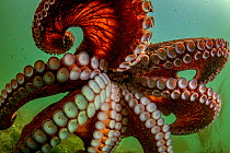 Giant Pacific octopus (Enteroctopus dofleini) swimming freely after release from captivity, Vancouver Island, British Columbia, Canada, Pacific Ocean.