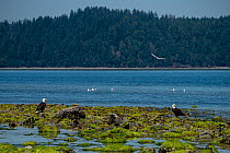Bald eagles (Haliaeetus leucocephalus) hunting for fish among the rocks during low tide, Vancouver Island, British Columbia, Canada.