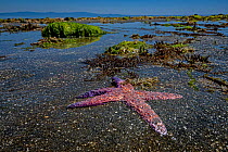 Ochre sea star (Pisaster ochraceus) boiled to death on the shore. The victim of a heat wave (due to climate change) coinciding with extremely low tides in the middle of the day, Vancouver Island, Brit...