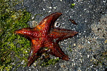 Leather sea star (Dermasterias imbricata) boiled to death on the shore. The victim of a heat wave (due to climate change) coinciding with extremely low tides in the middle of the day, Vancouver Island...